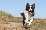 BORDER COLLIE 023